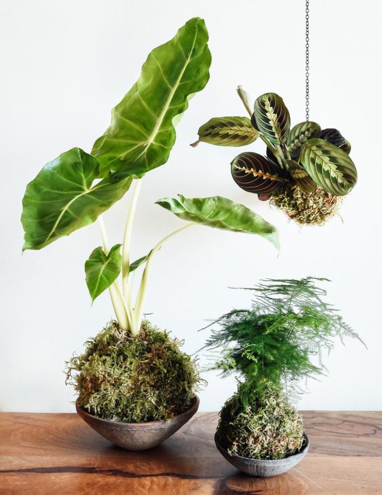 plante verte boule de mousse décoration végétale originale forêt green