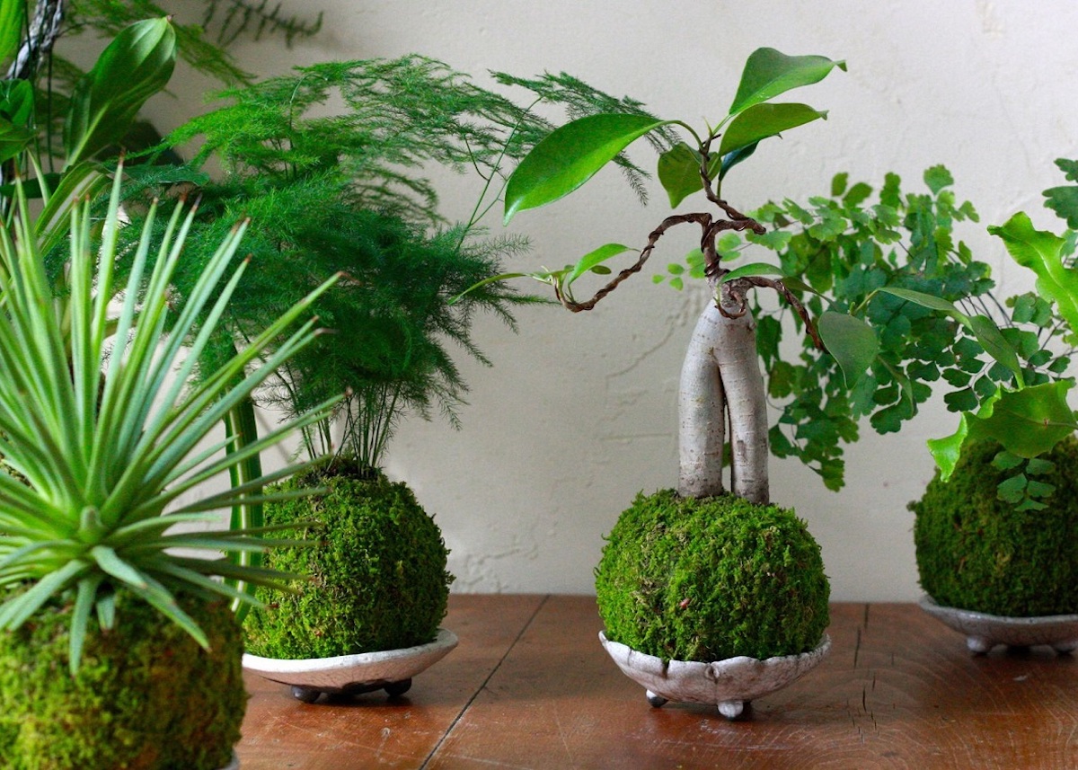 idée décoration végétale arbres plante verte forêt mousse green urban jungle