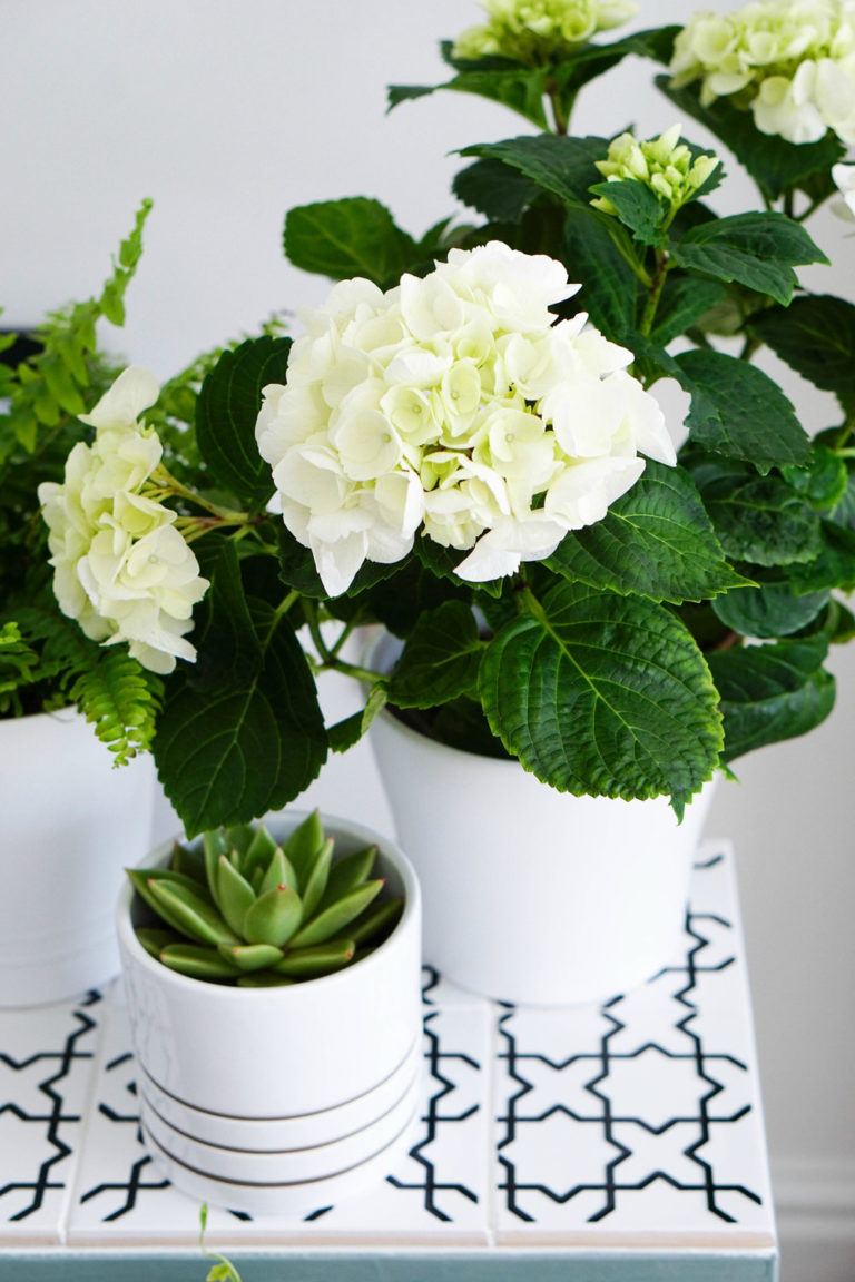 marche-pied ikea hack étagère pour plante carrelage blanc cactus fleurs blanches pastel - blog déco - clem around the corner