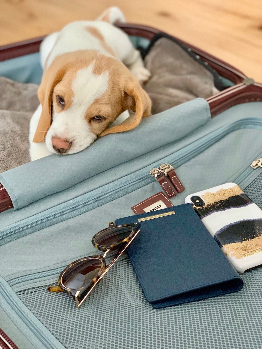 valise delsey beagle chiot etuis passeport Ideal Of Sweden coque Iphone lunette de soleil clemaroundthecorner