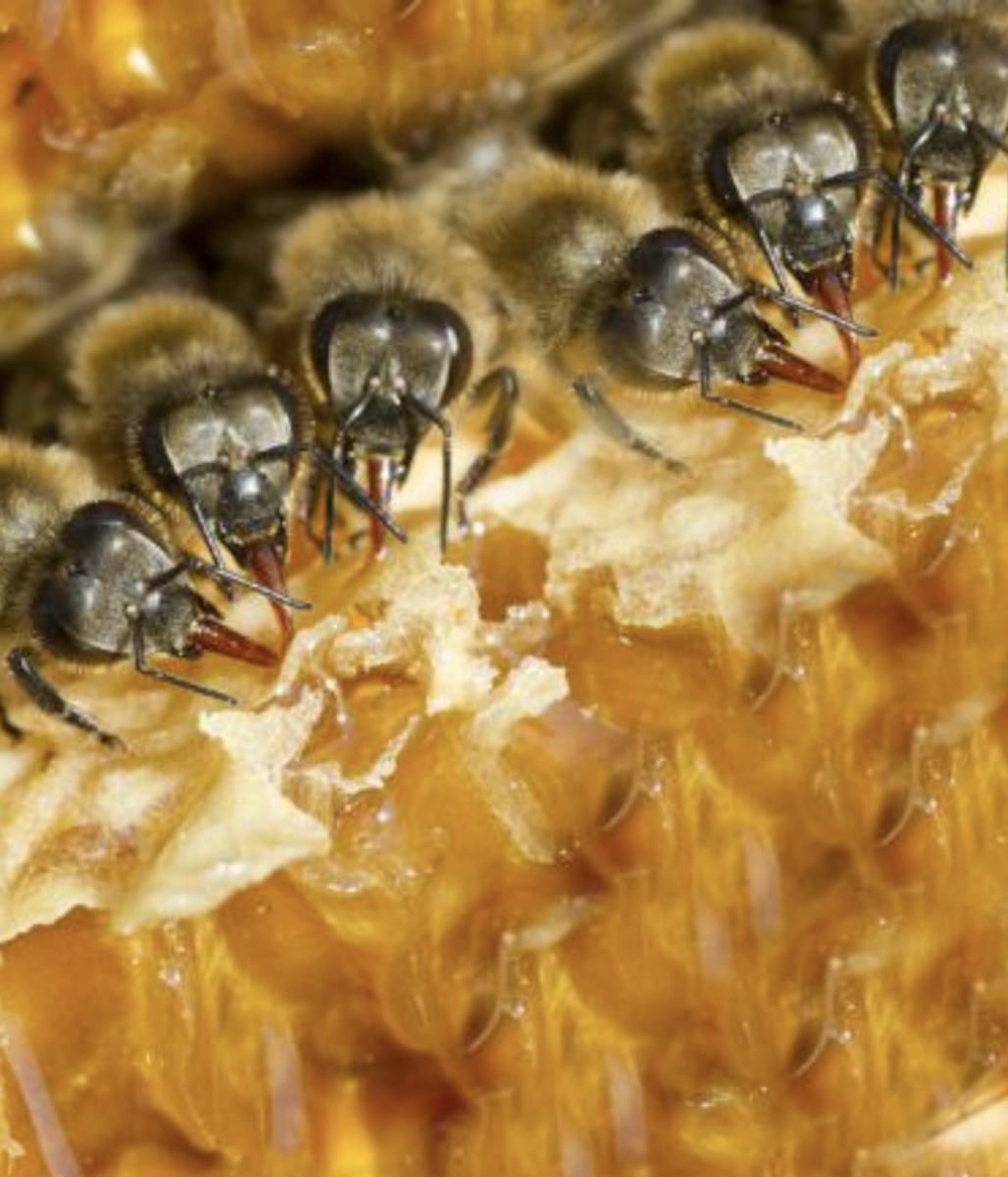 miel ruche abeille sauver les abeilles protégez les semaine du développement durable déco clematc