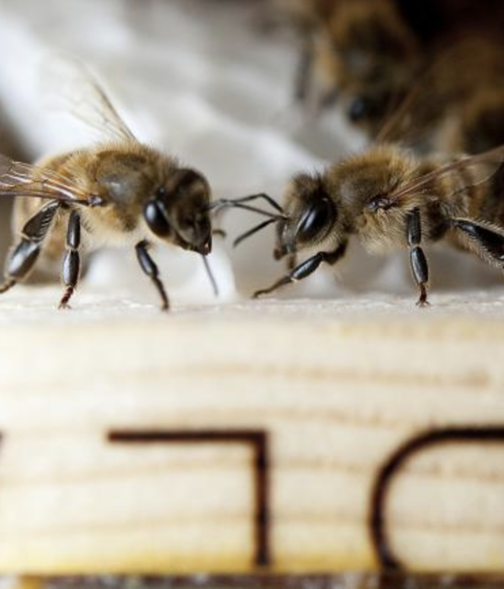 abeille insecte pollinisateur en voie de disparition apiculture ruche miel - blog déco - clemaroundthecorner
