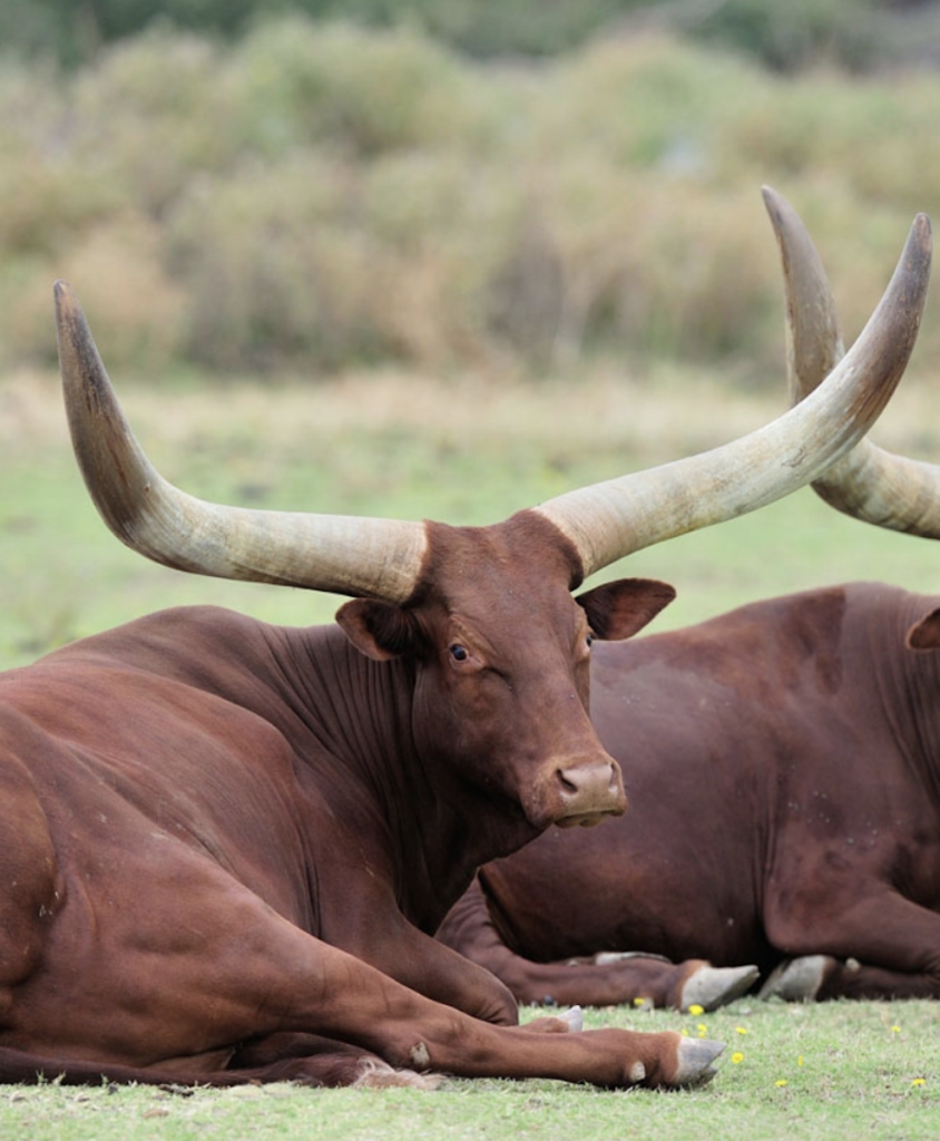 buffle watussi animal sauvage afrique savane planète sauvage zoo nantes - blog déco - clemaroundthecorner