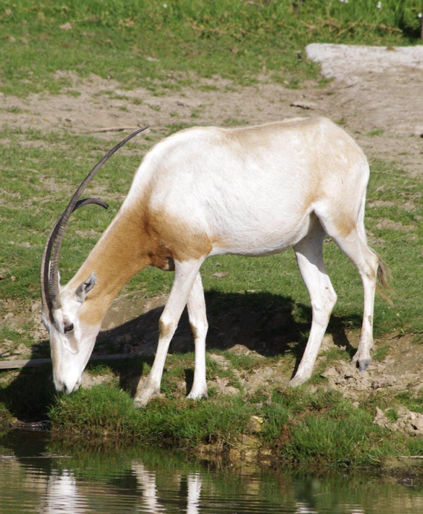 oryx algazelle animaux sauvage zoo réserve naturelle clematc
