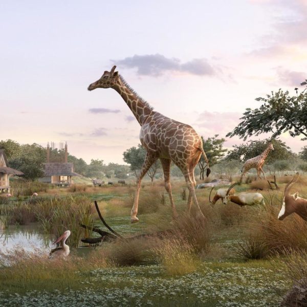 planète sauvage girafe pélican blanc safari lodge sur pilotis - blog déco - clemaroundthecorner