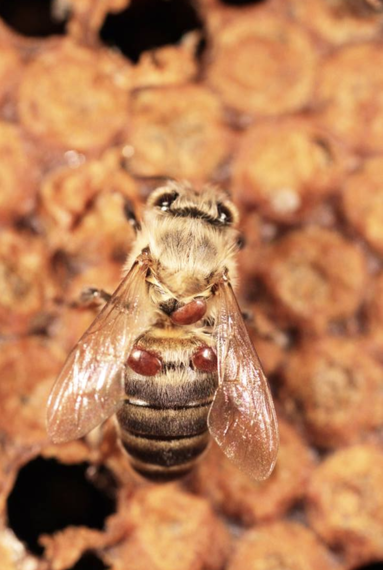 varroa acarien qui affaiblit et tue les abeilles ruche protéger ruche - blog déco - clematc