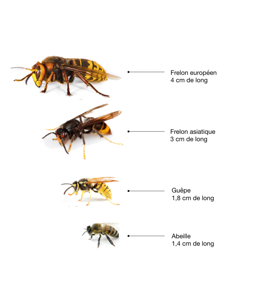 comparaison insectes frelon européen frelon asiatique guêpe abeille - blog - clemaroundthecorner