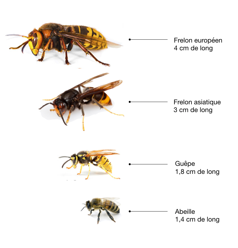 comparaison insectes frelon européen frelon asiatique guêpe abeille - blog - clemaroundthecorner