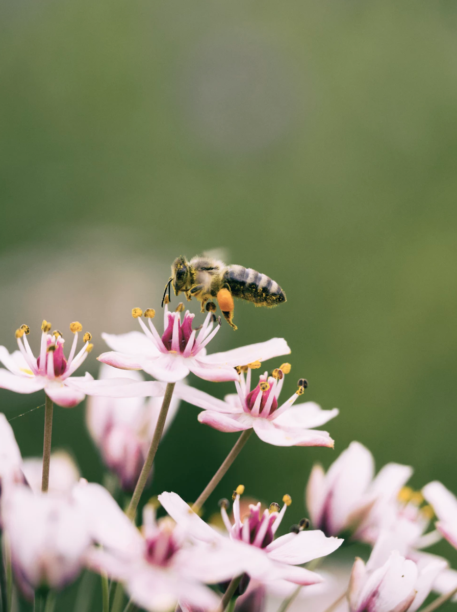 abeille butine fleur rose pour prendre pollen et créer miel - blog déco - clemaroundthecorner