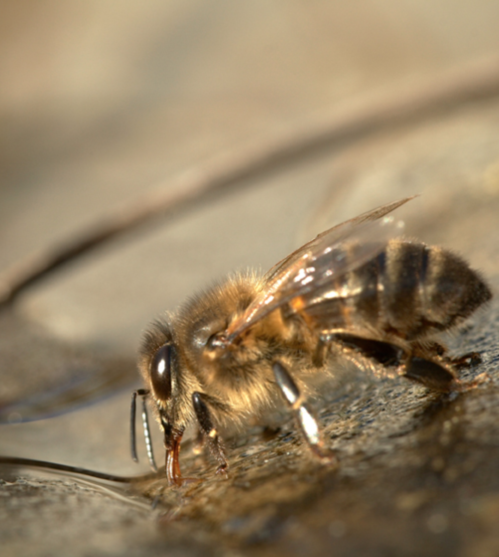 point d eau pour les abeilles nourrir et donner de l eau aux abeilles - blog déco - clemaroundthecorner