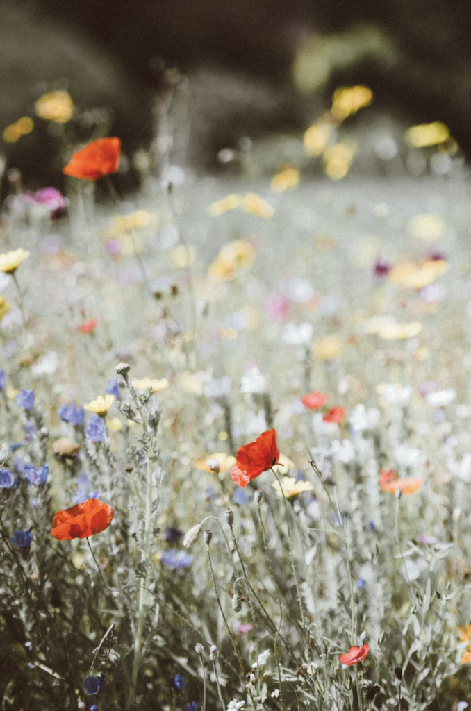 fleurs sauvages et mélifères pour nourir les abeilles champ de fleurs - blog déco - clematc