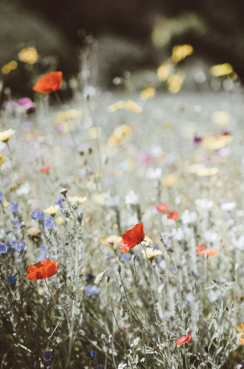 fleurs sauvages et mélifères pour nourir les abeilles champ de fleurs - blog déco - clematc