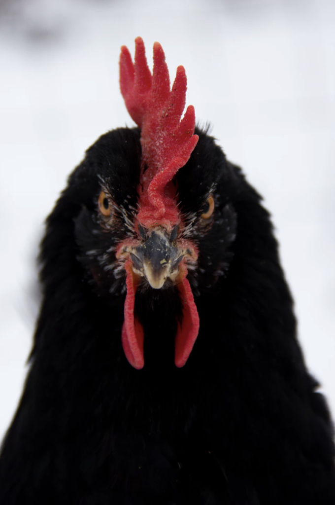 poule noire de janzé pour lutter contre le frelon asiatique sauver les abeilles clematc