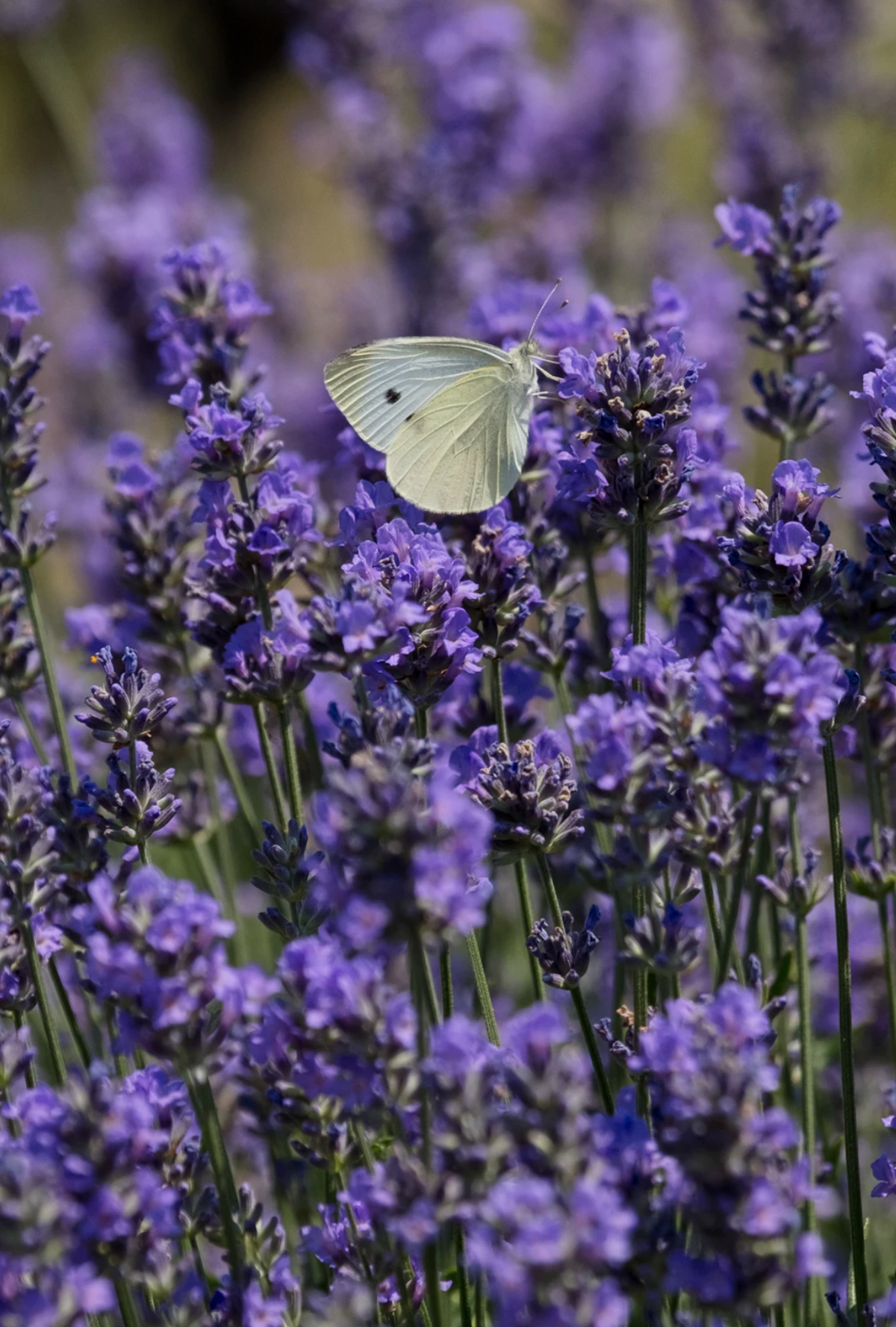 lavender lavande combinaisons gagnante jardin bio biodiversités repousser les insectes - blog déco - clemaroundthecorner