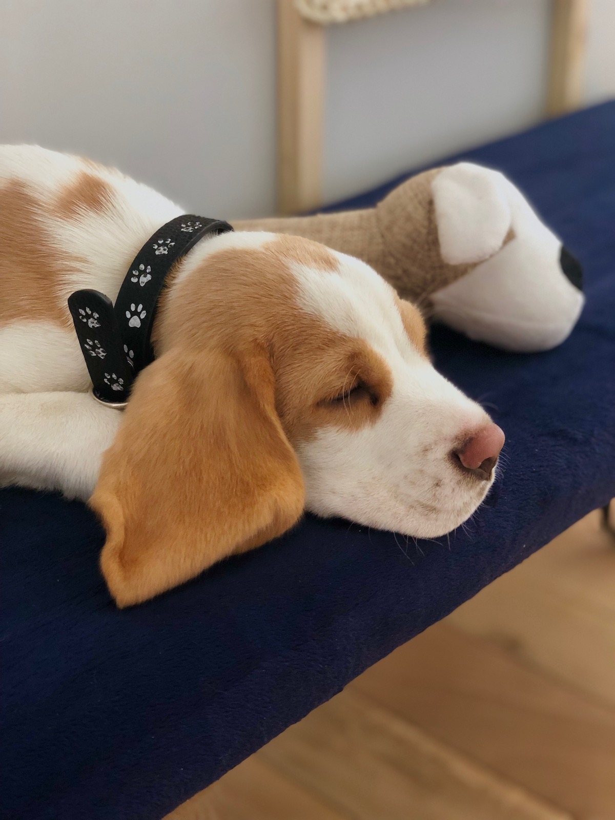 sieste chien chiot beagle lemon coussin diy