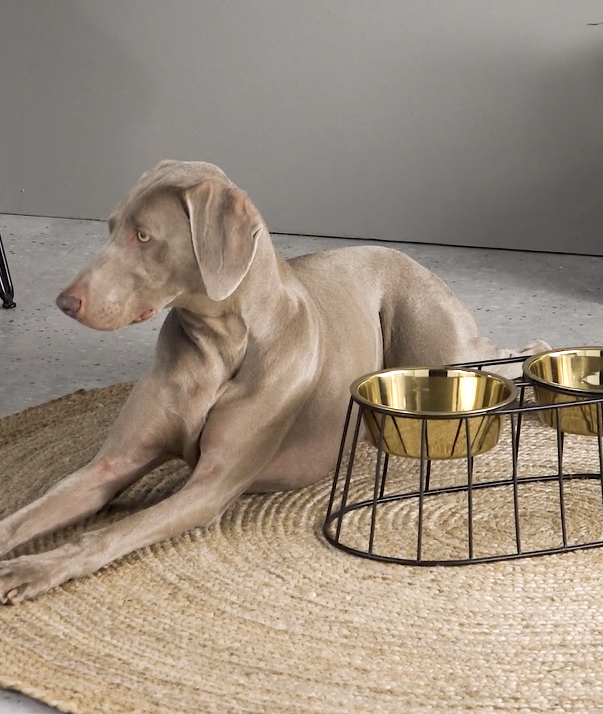 porte gamelle gold made design pour grand chien coin repas - blog déco - clemaroundthecorner