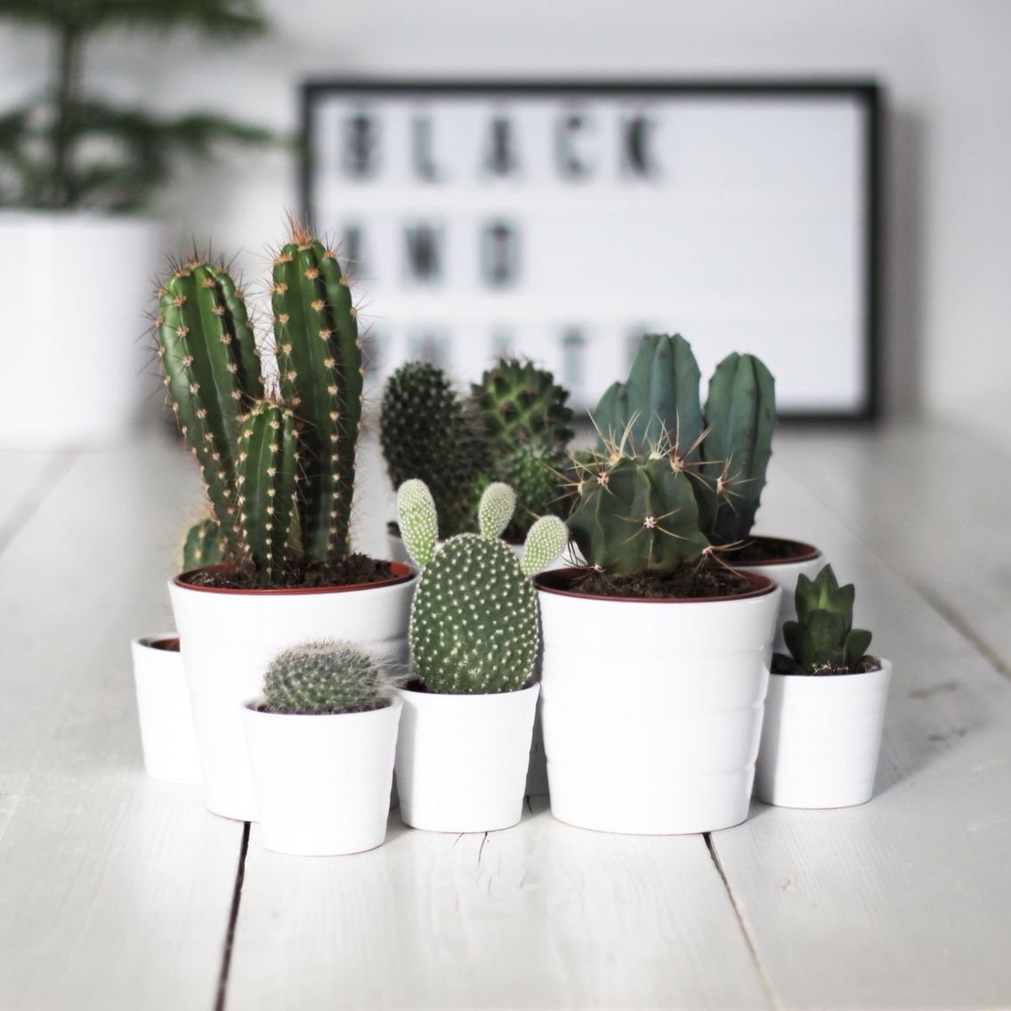 petit cactus pot blanc déco salon style scandinave