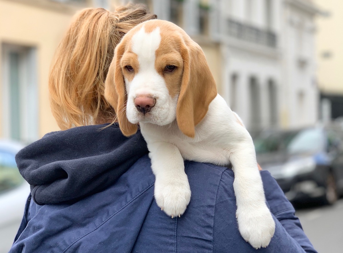 conseil équipement accueil chiot beagle déco maison panier design chien accessoire cage jouet gamelle