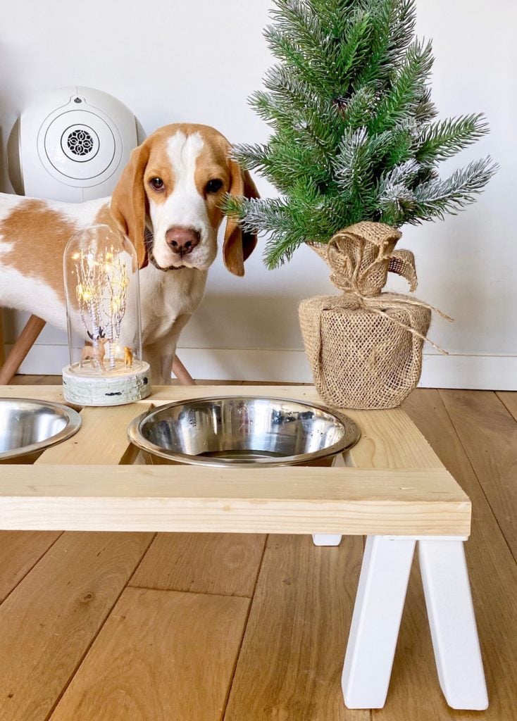 porte-gamelle pour chien diy chiot beagle lemon accessoire arrivé bien accueillir nouveau chien clematc