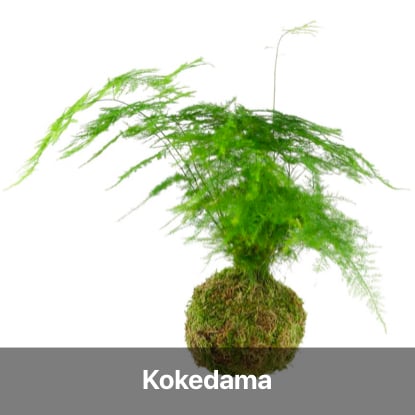 kokedama tutoriel - blog diy création déco - clem around the corner