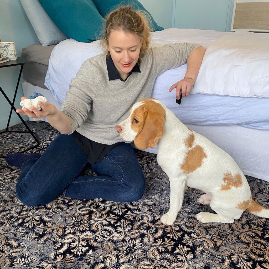 chambre bleu nuance couleur blanc noir moderne design chiot beagle lemon