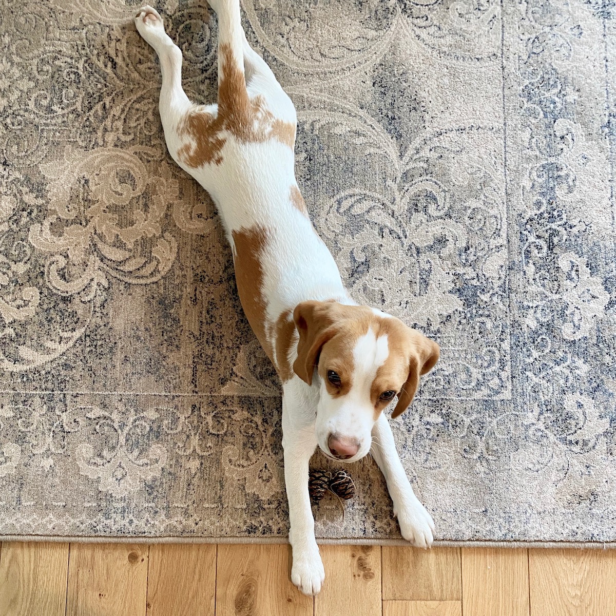 chiot chien beagle lemon 7 mois male appartement paris