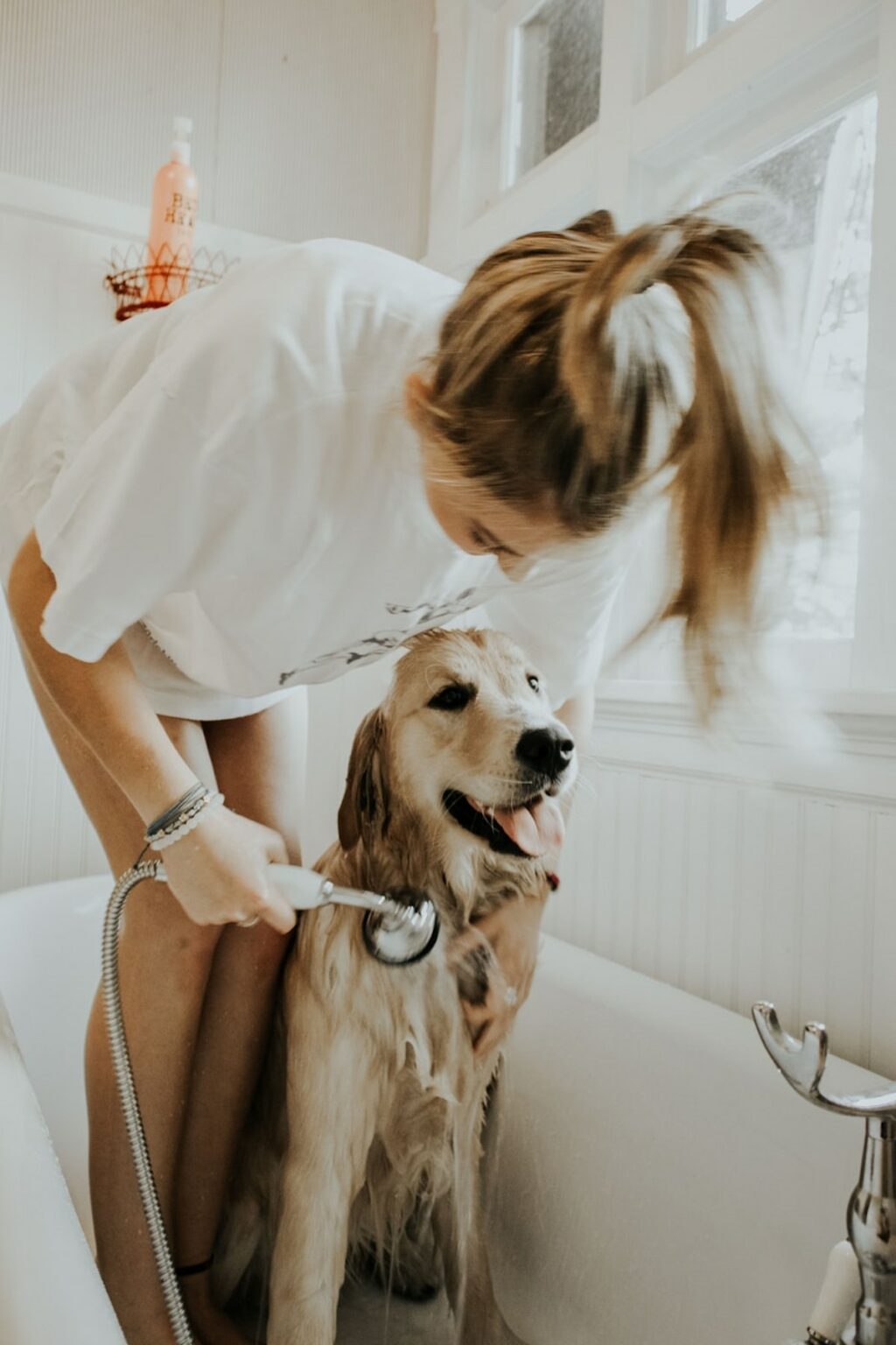 répulsif anti puces naturel chien chat - blog déco - clemaroundtehcorner