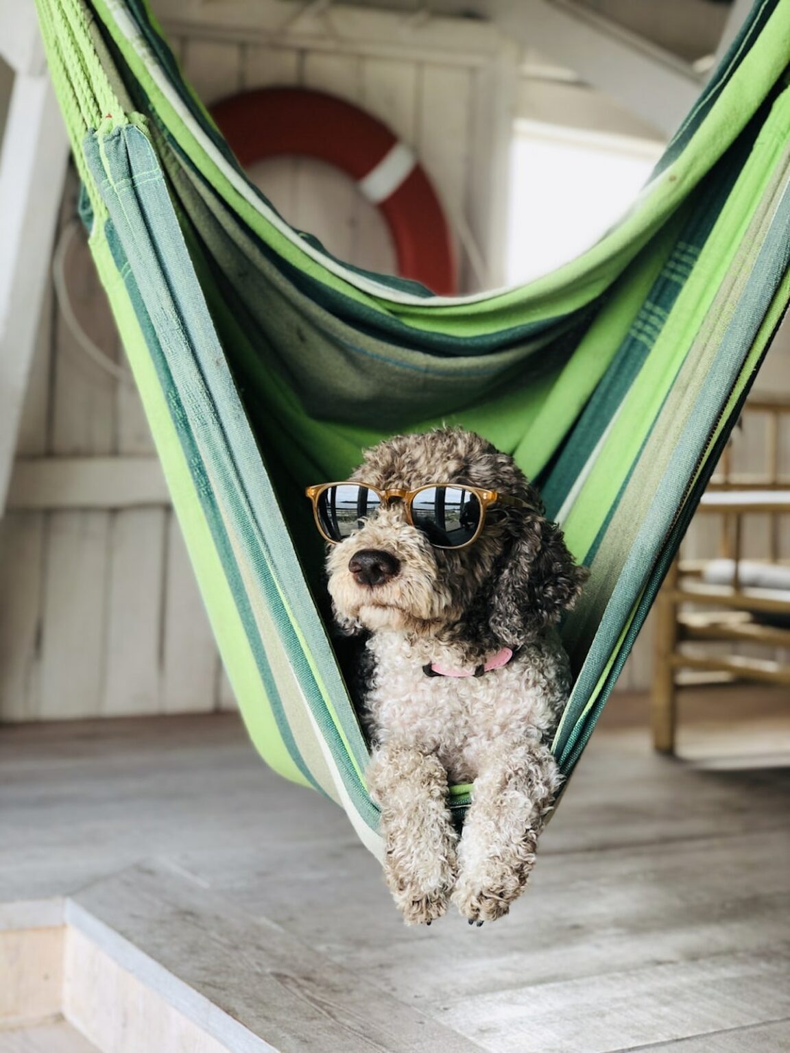 hamac intérieur chien déco intérieur - clemaroundthecorner