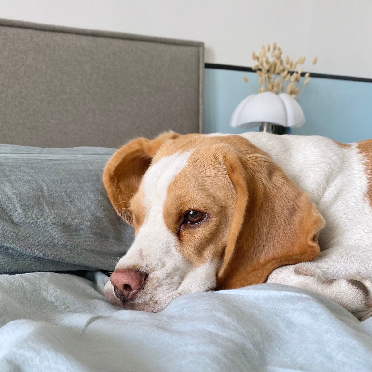 adopter chien beagle lemon chiot - blogueuse déco clem around the corner