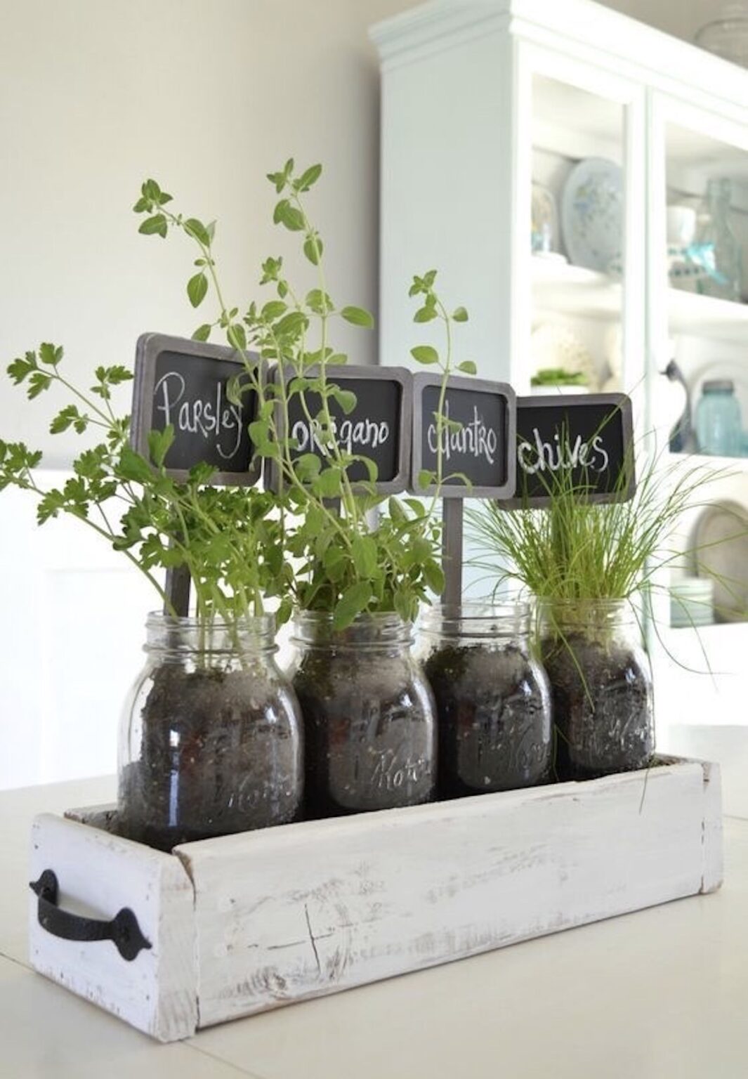 bocal verre plante aromatique cuisine potager intérieur