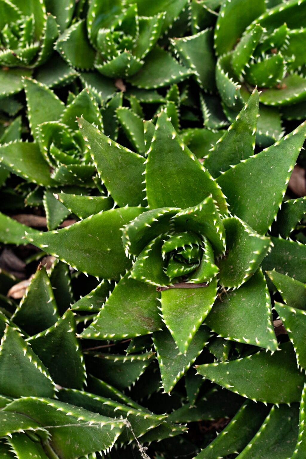 plante exotique aloe vera propriétés soin corps cheveux