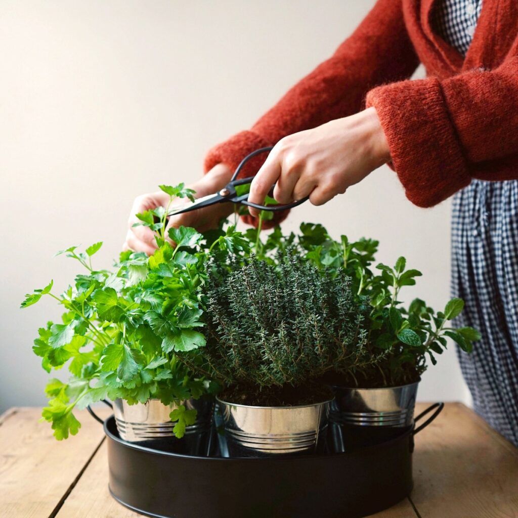 plateau noir de aromates cultiver table bois - blog déco - clemaroundthecorner