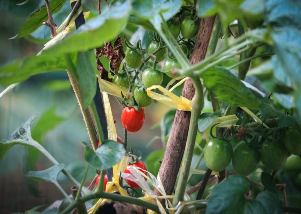 potager intérieur tomate cerise - blog déco - clematc
