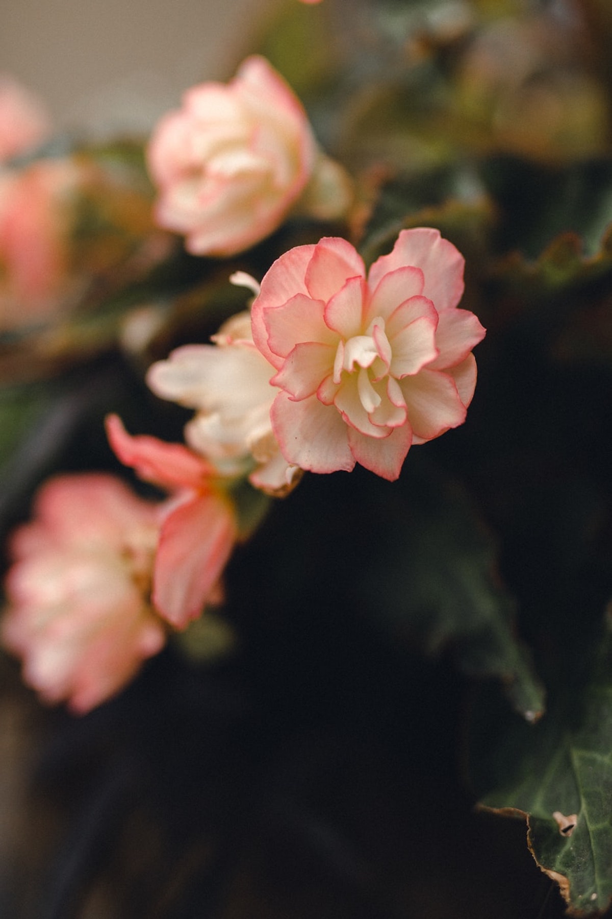 bégonia fleur jardin semer en mars fleuraison juin - blog déco - clematc