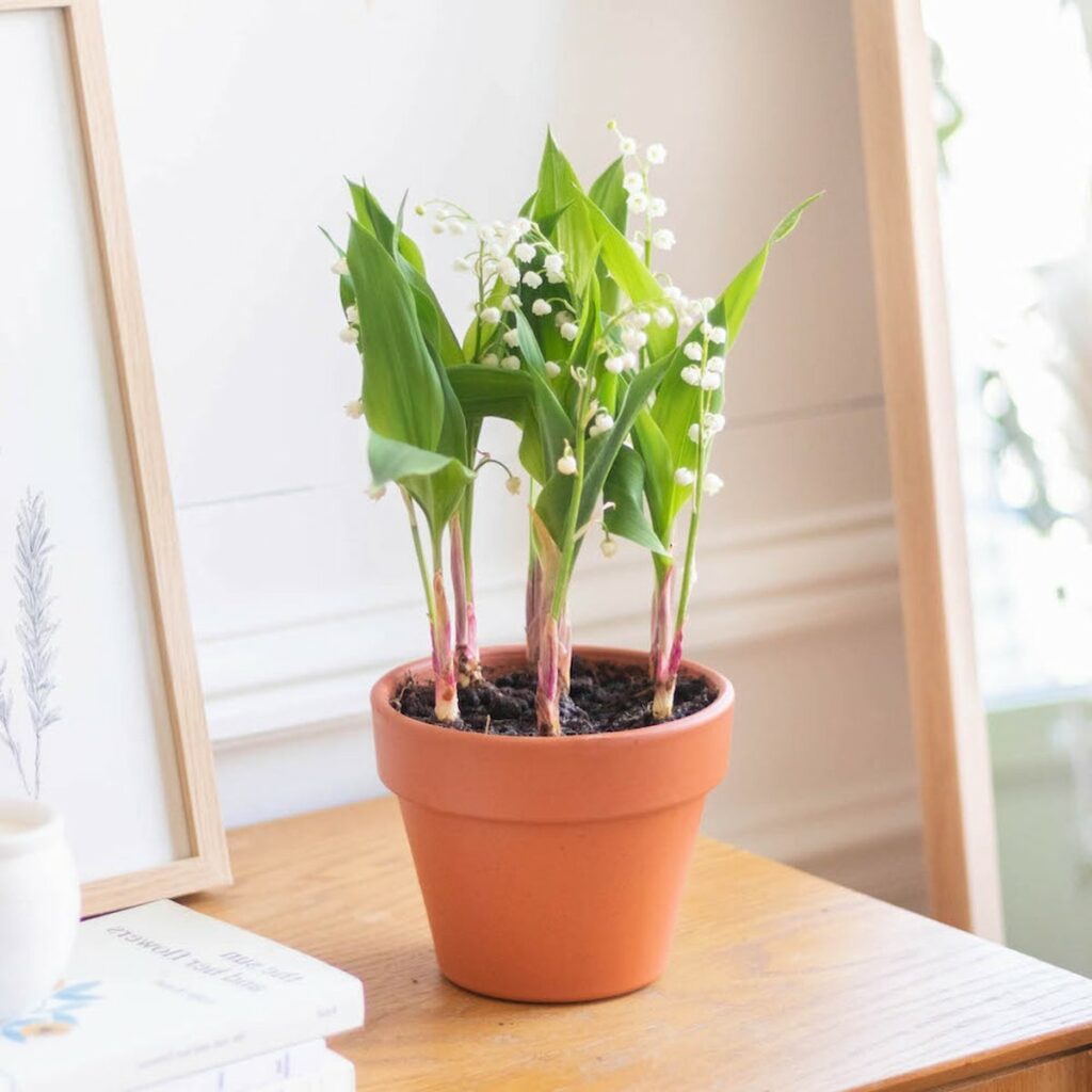 bien choisir plante fleurs bouquet à offrir fête des mères