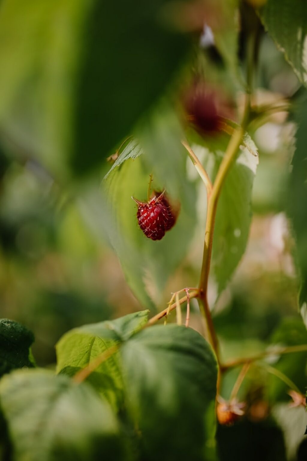 framboisier quoi planter en mai verger potager fruit - blog déco - clemaroundthecorner