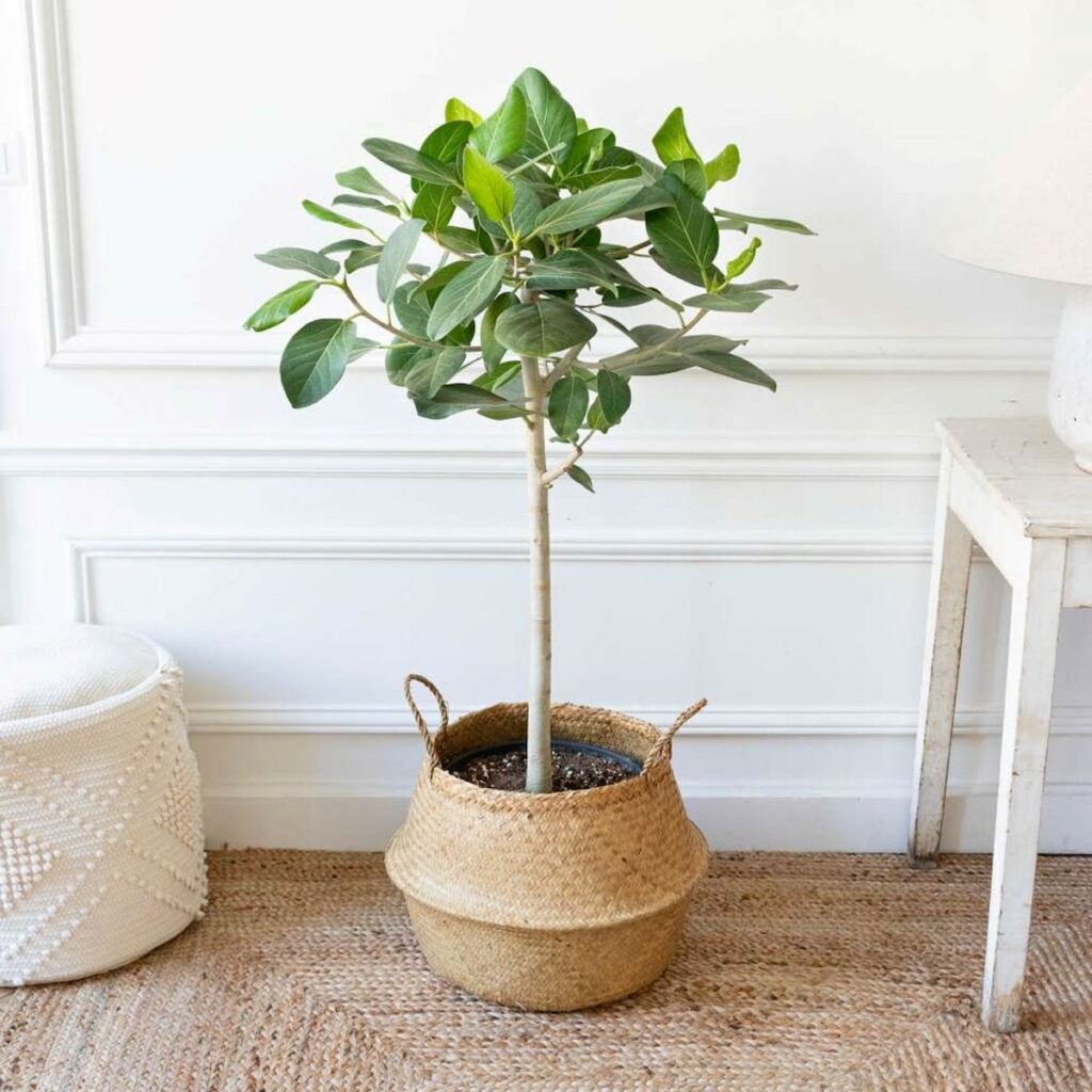 idée cadeau naissance original choisir plante fleur à offrir