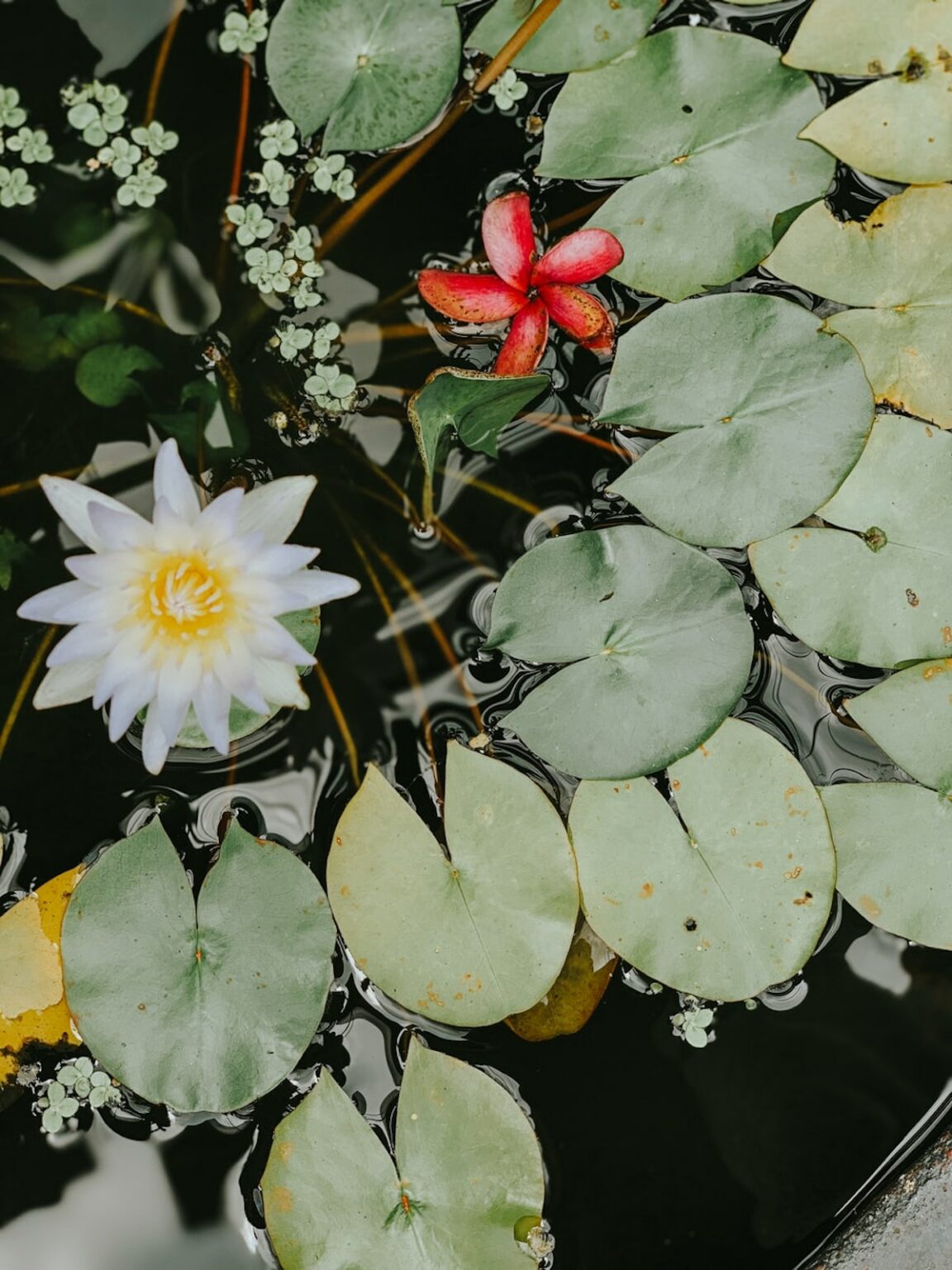 nénuphar plante mai jardin bassin - blog déco - clematc