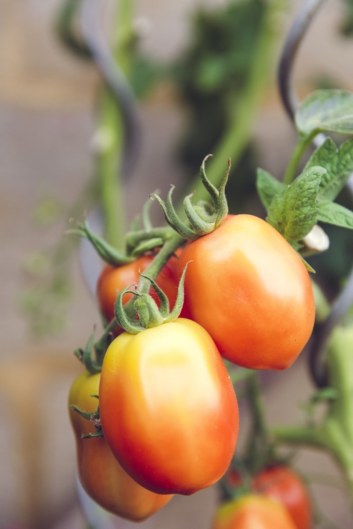 tomates jardinage quoi planter en mai - blog déco - clemaroundthecorner