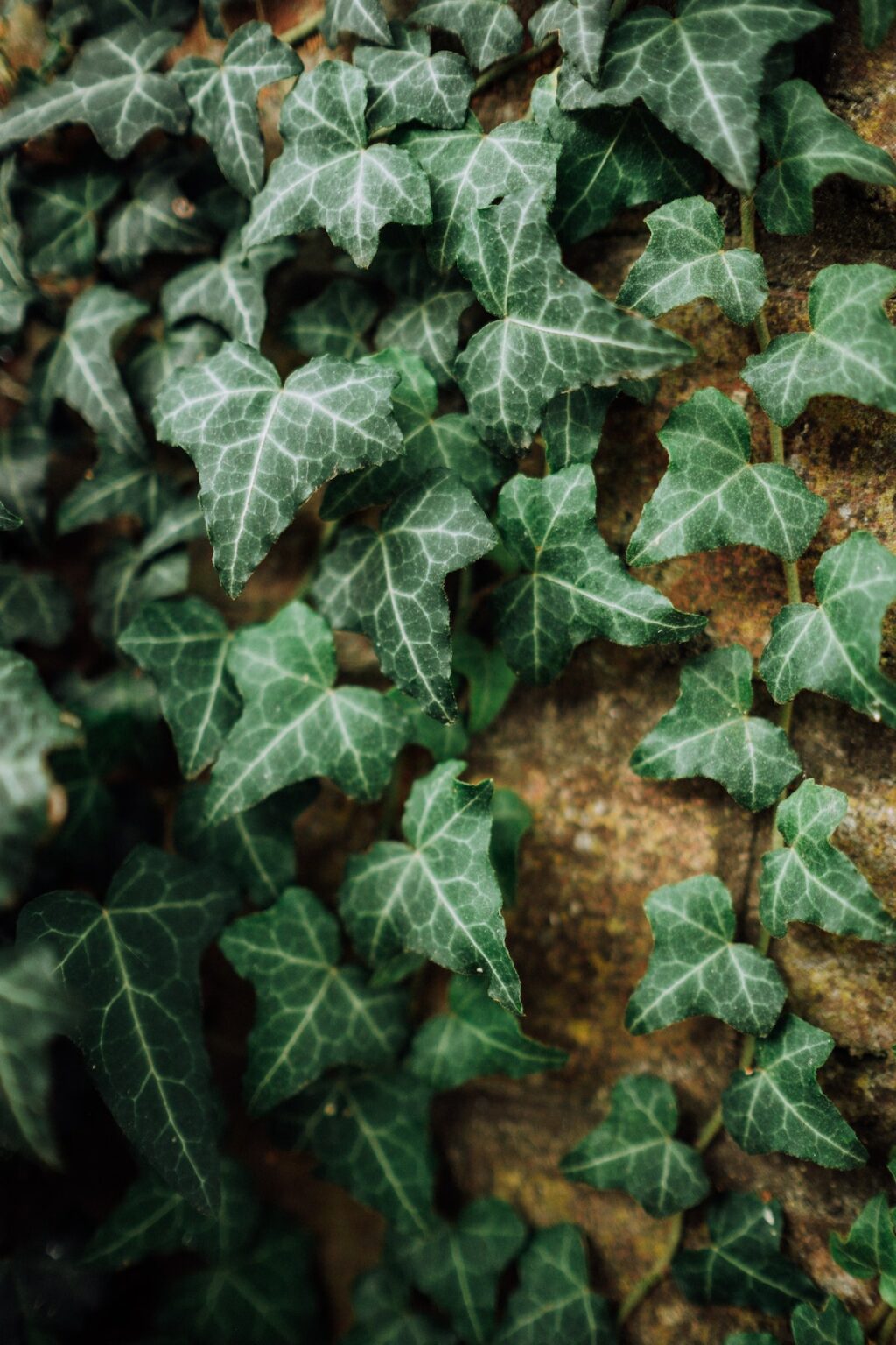 lierre grimpant façade maison plante détoxifiante purifiante