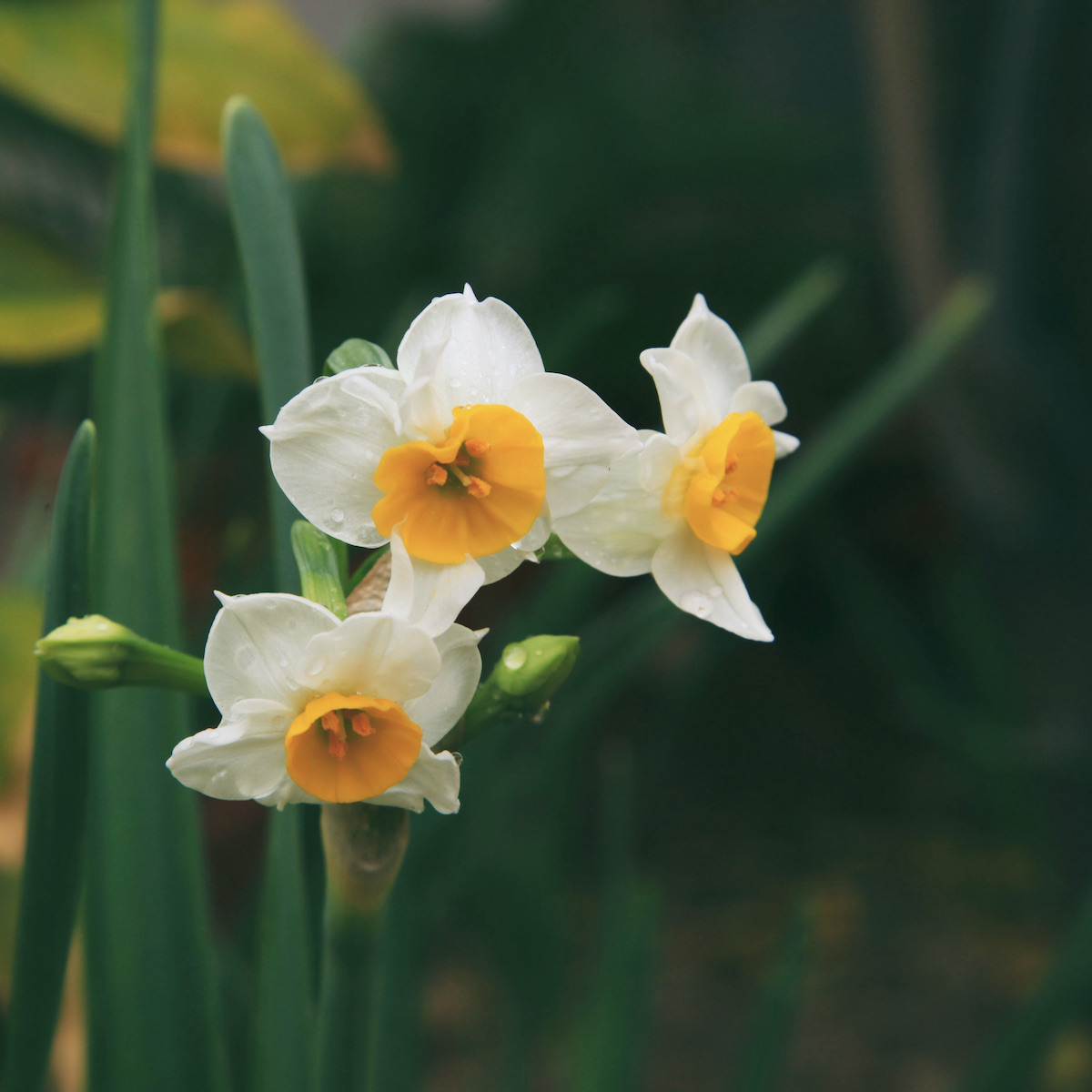 plante balcon ouest narcisse blanche jaune orange fleur - blog déco - clem around the corner