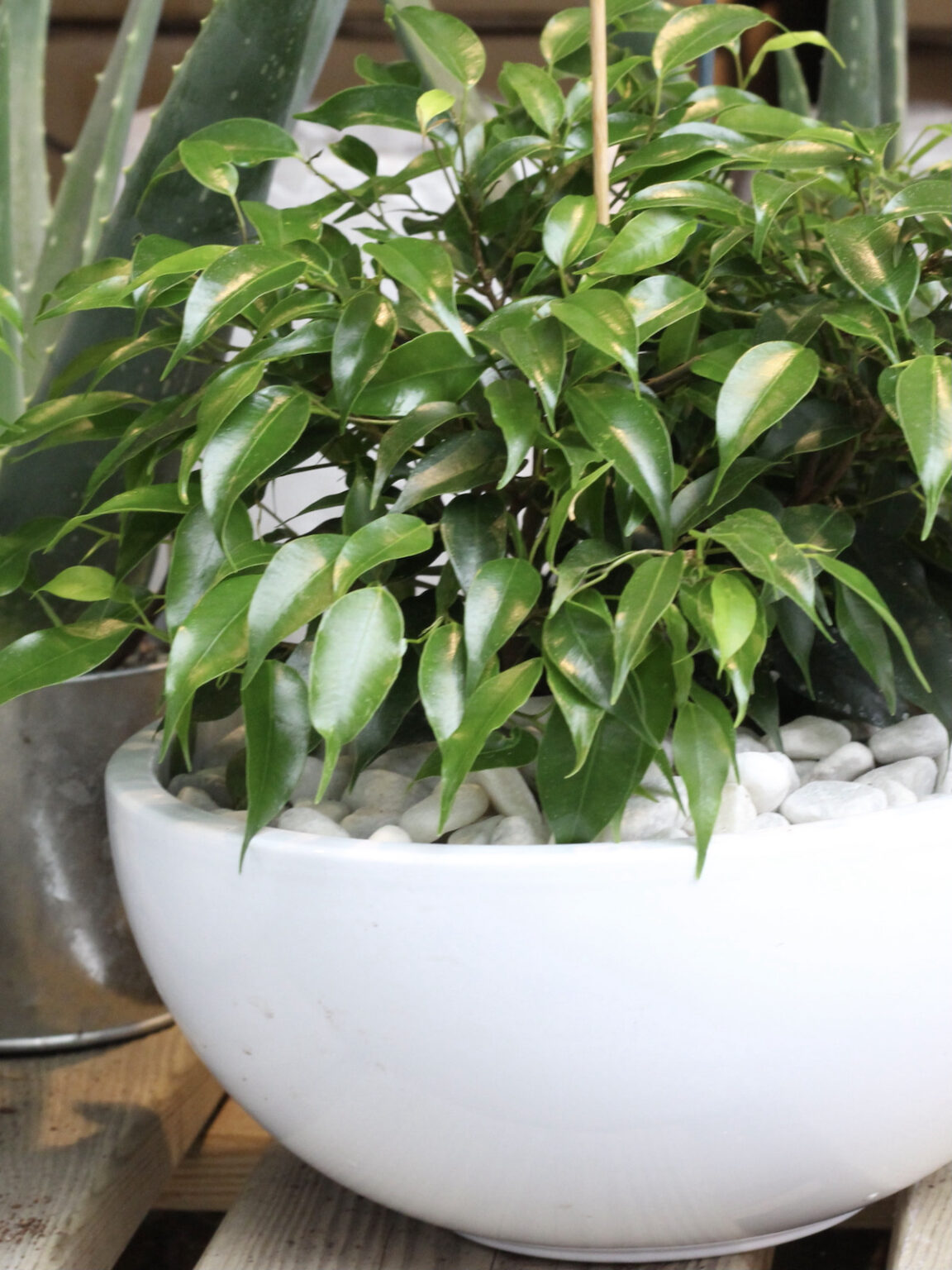 plante extérieure pot rond ovale bas petit cailloux blanc