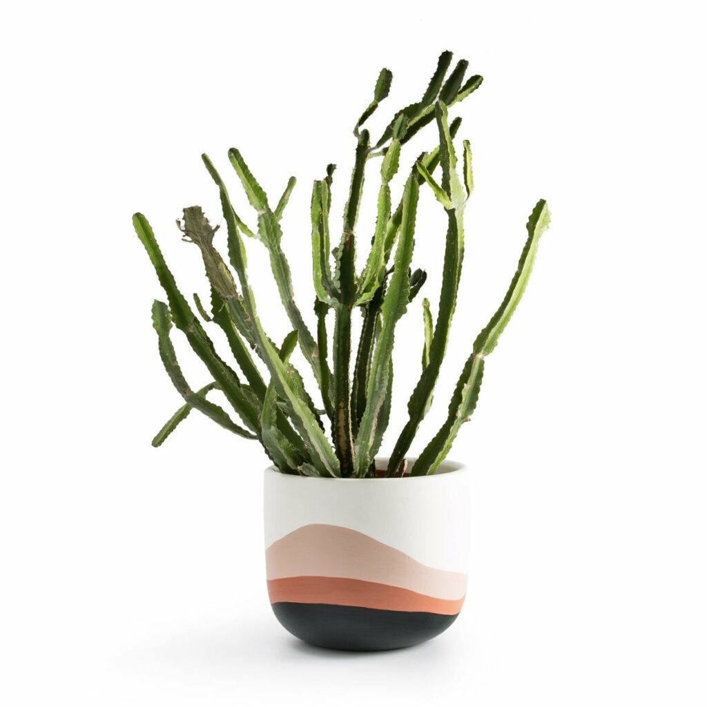 objet déco en céramique cache-pot cactus grand rose