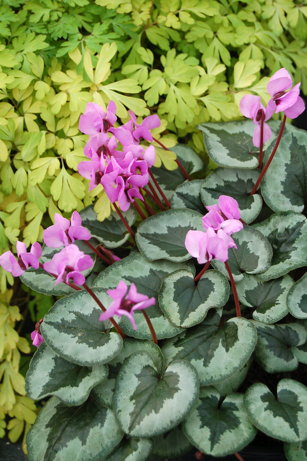 feuillage vert fleurs rose violette fine tige marron cyclamen