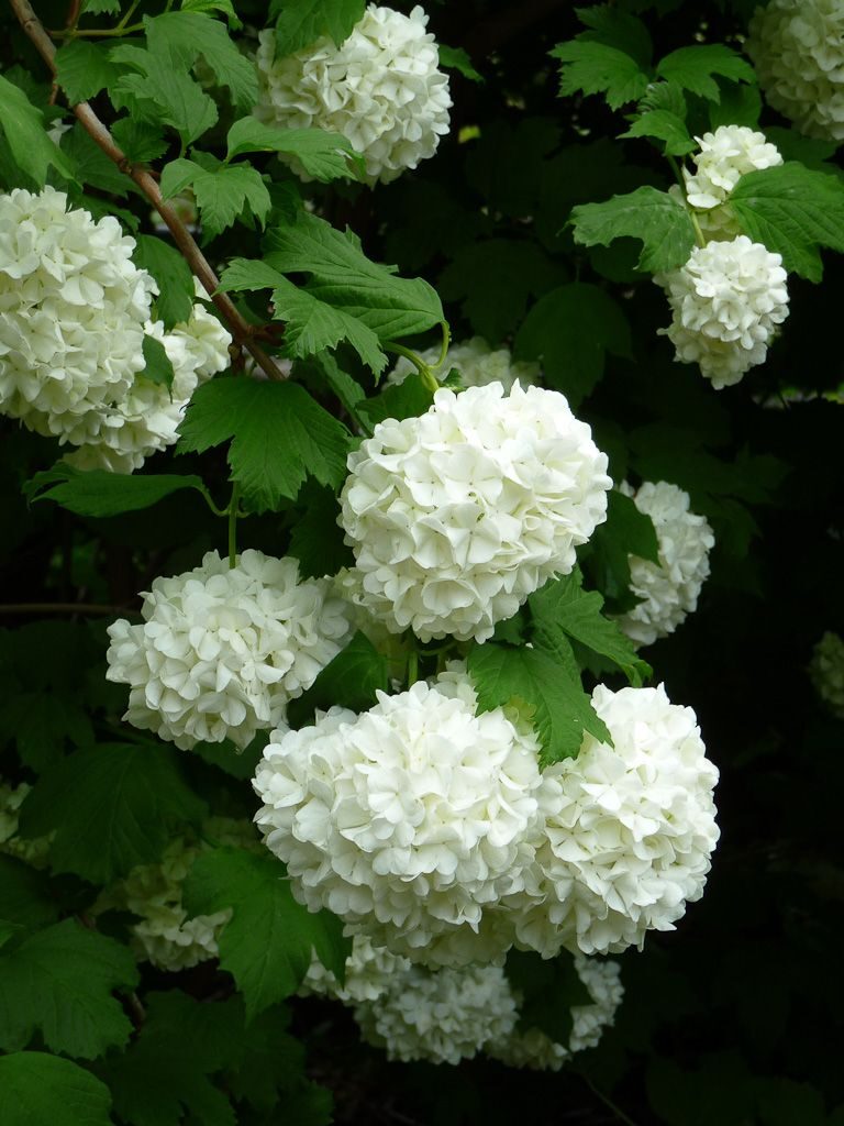 fleurs boule de neige blanche bouquet volumineux