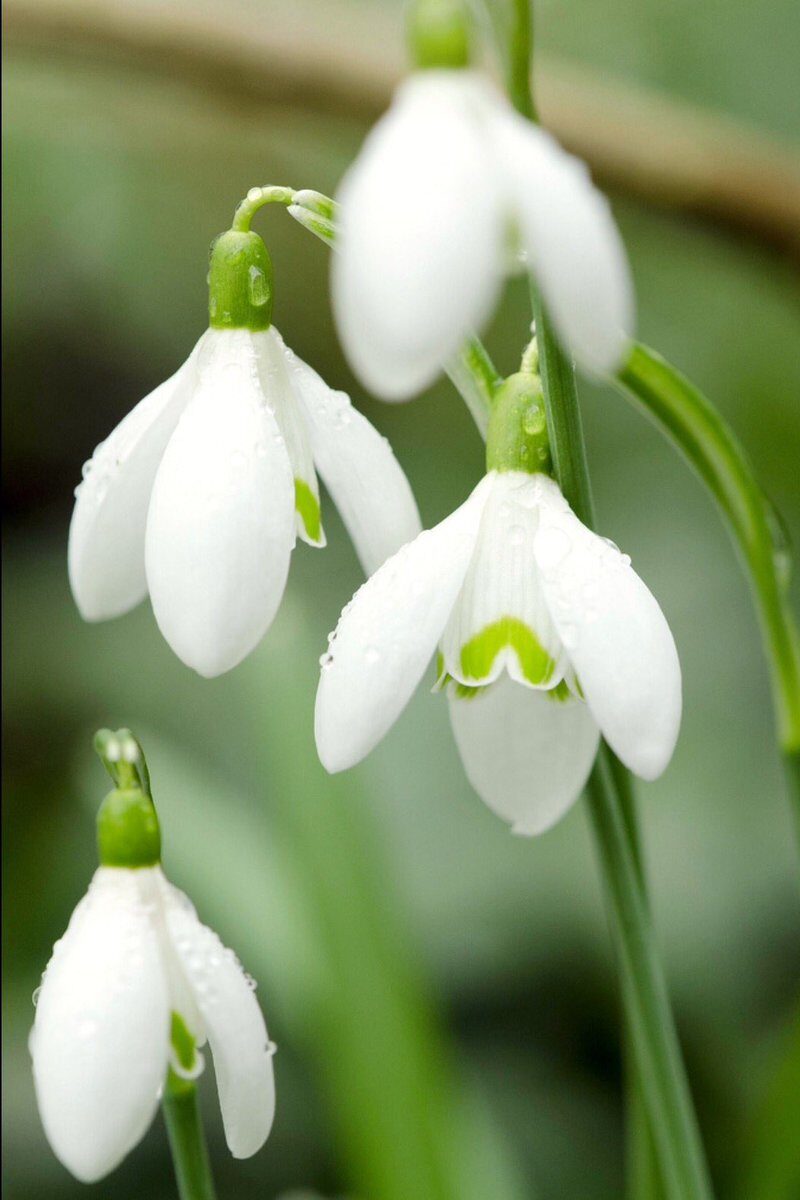 fleurs d'hiver bouton blanc tige verte jardin extérieur