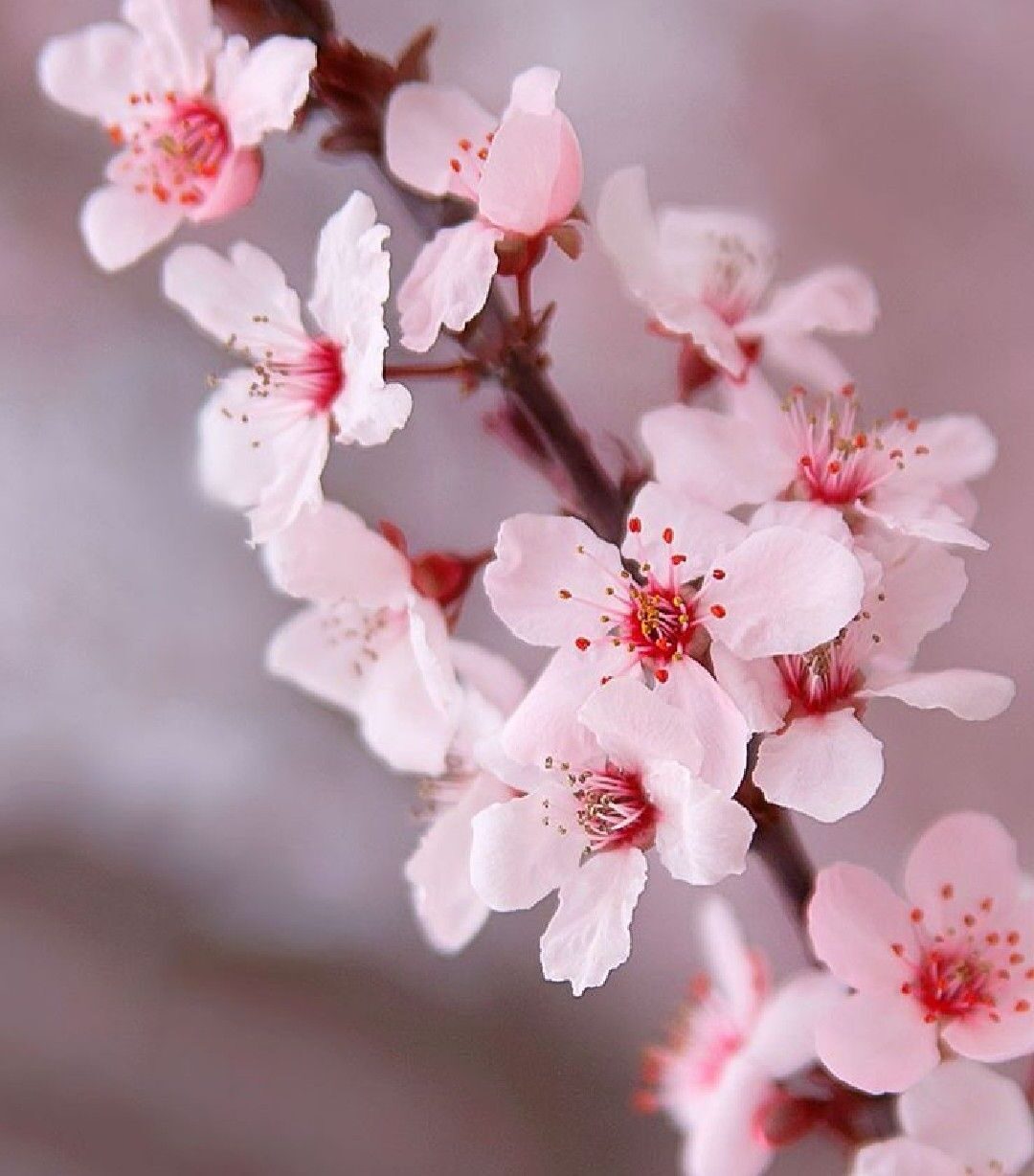fleurs rose de cerisier pointe rouge arbuste lumineux