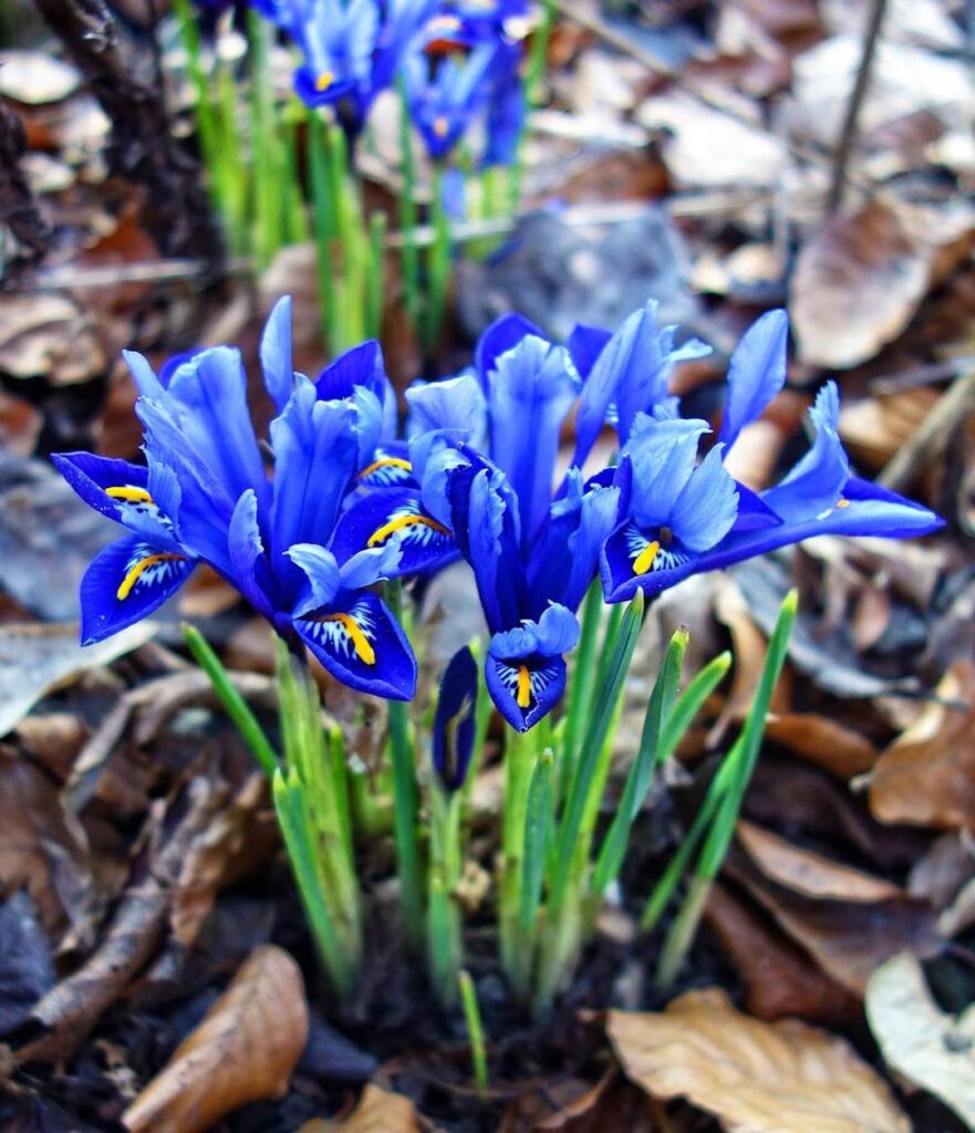 iris nain fleurs bleues jaune tige verte bouquet jardin terrasse