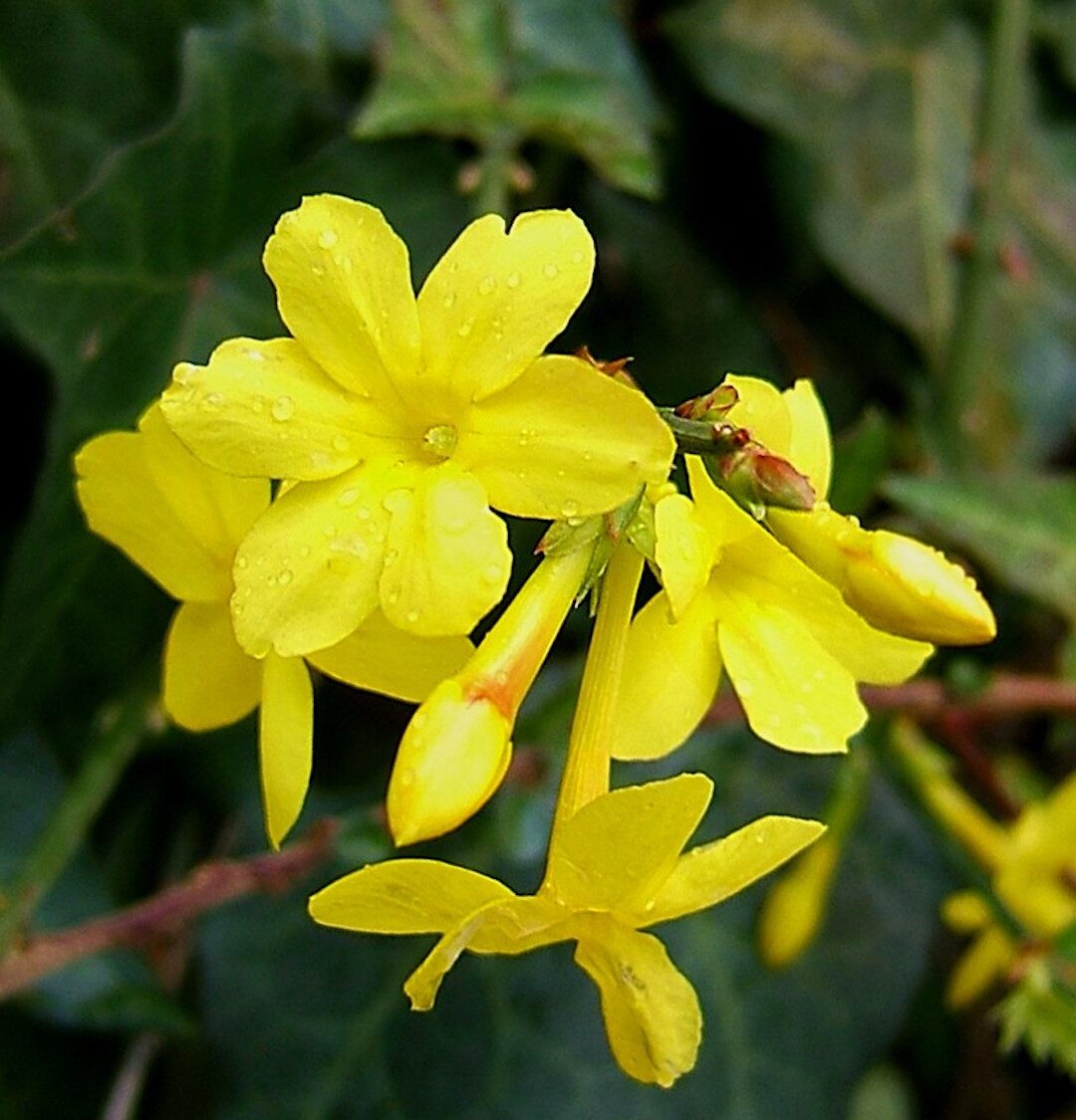 jasmin d'hiver fleurs jaune décoration extérieure inspiration jardin