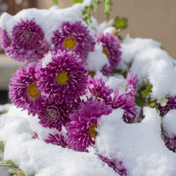 plantes fleurs d'hiver sous la neige